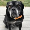 adoptable Dog in rockville, MD named Zeus