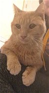 adoptable Cat in rockville, md, MD named Graham