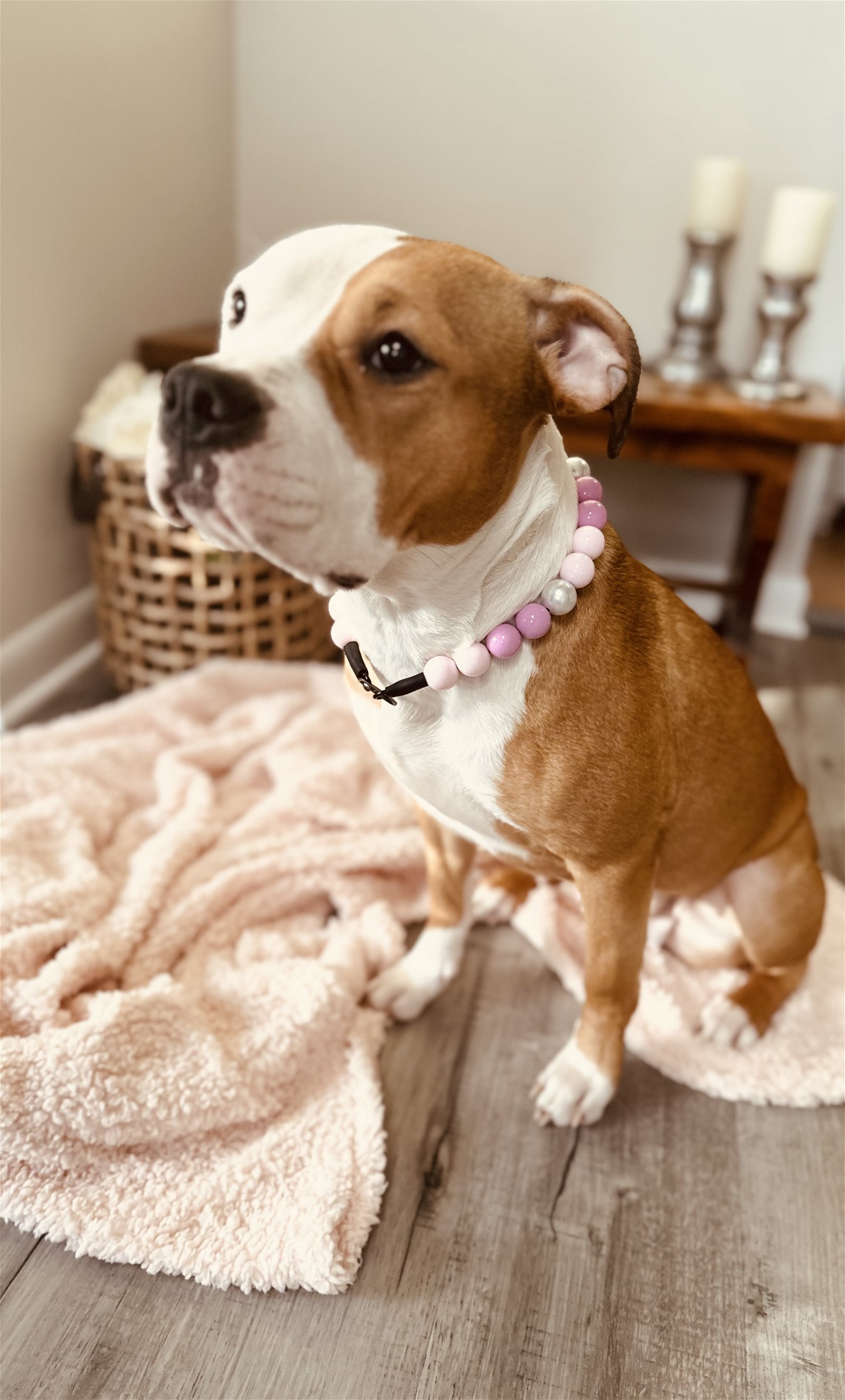 adoptable Dog in Rockville, MD named Lucy Lu