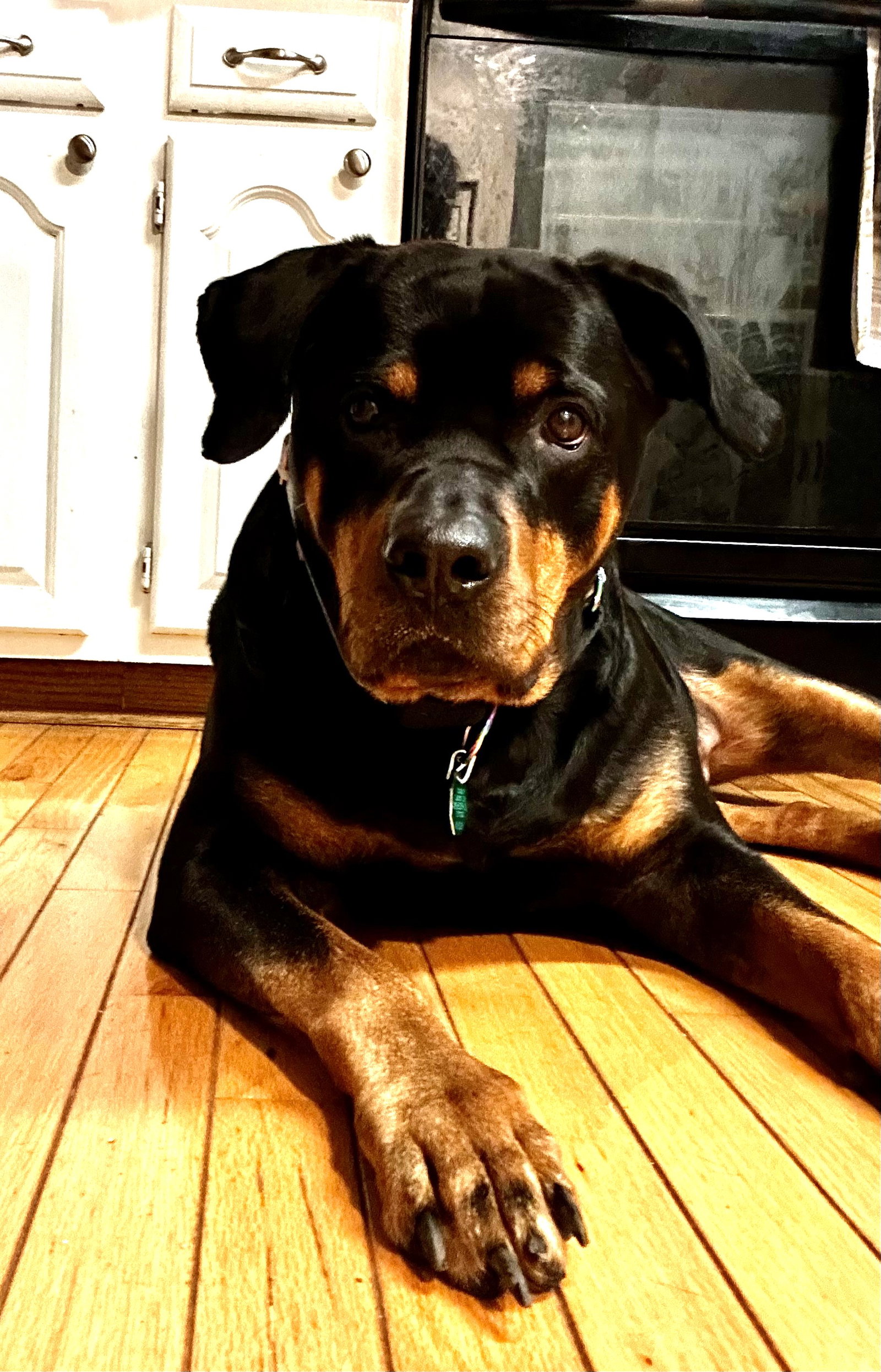 Dog for Adoption - Jade, a Rottweiler in North Bel Air, MD | Alpha Paw