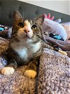 adoptable Cat in rockville, MD named Peter Parker
