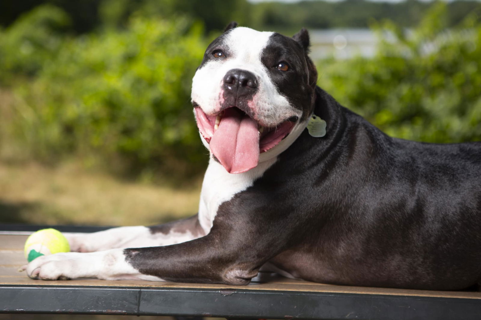 adoptable Dog in Rockville, MD named Autumn