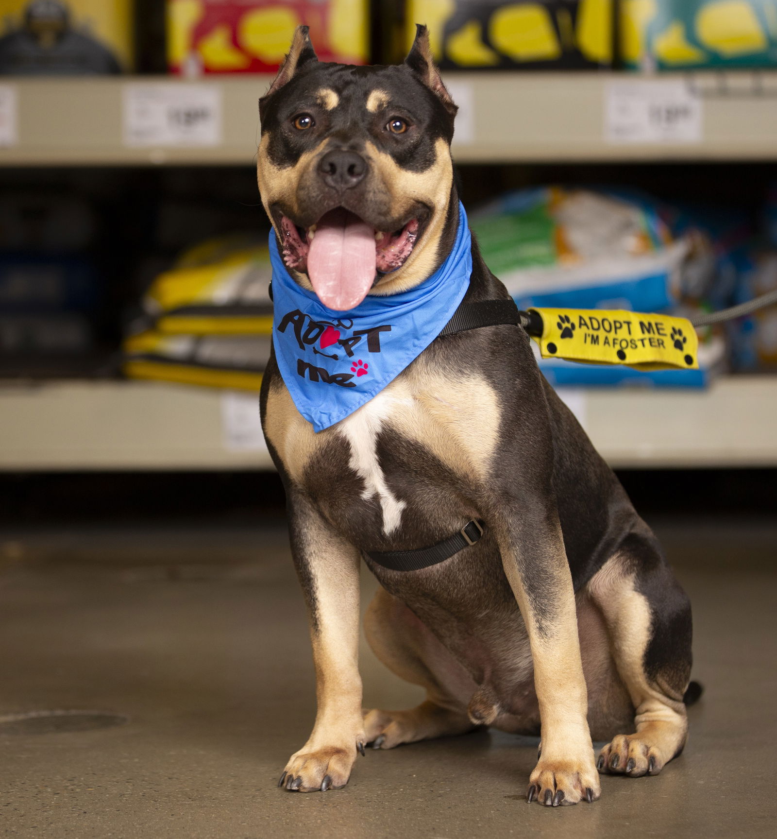 adoptable Dog in Rockville, MD named Monty