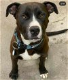 adoptable Dog in rockville, MD named Shadow