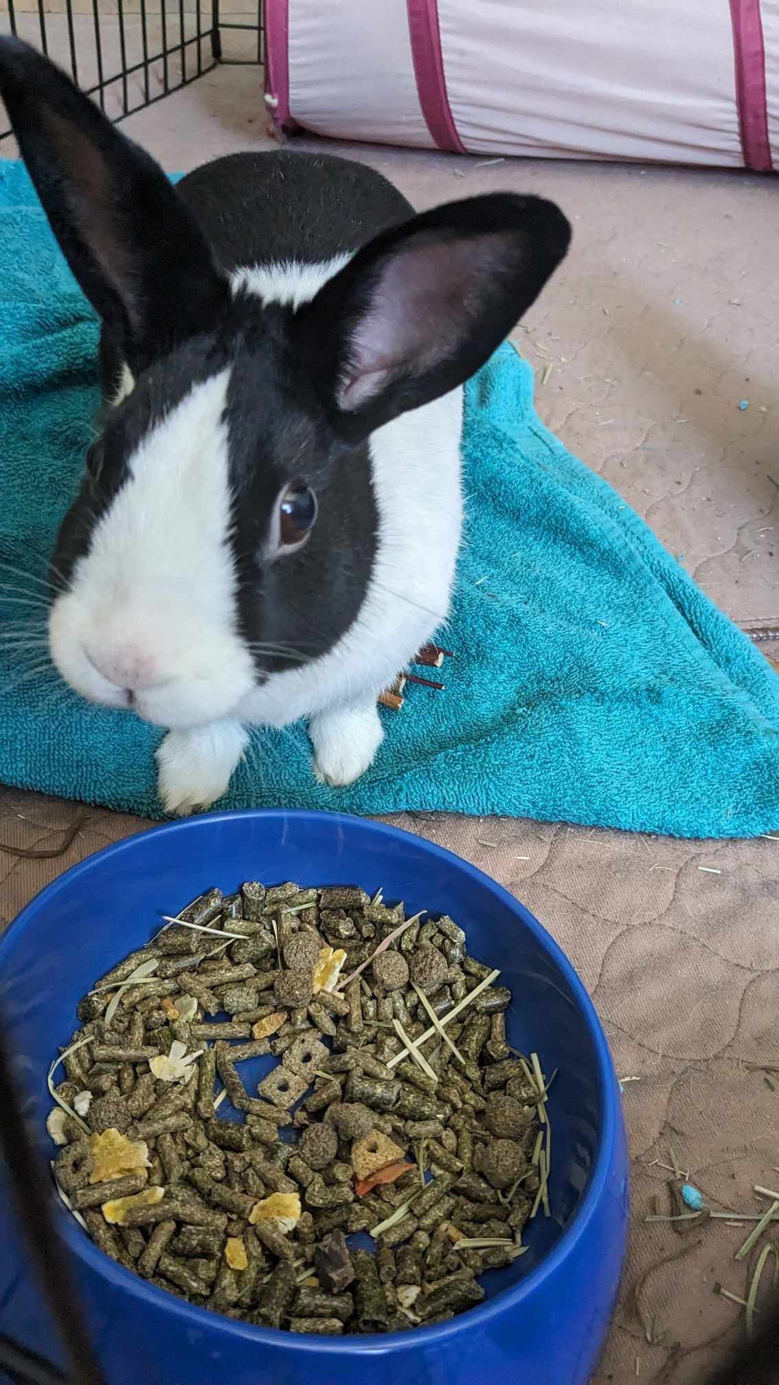 adoptable Rabbit in Rockville, MD named Lea