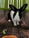 adoptable Rabbit in  named Lea