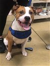 adoptable Dog in  named Archie