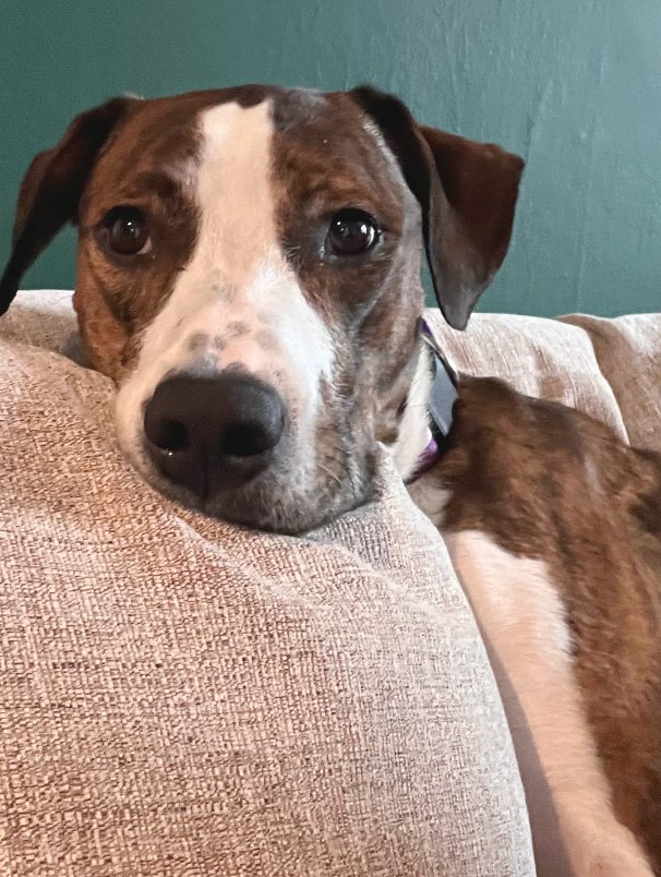 adoptable Dog in Rockville, MD named Polly