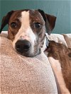 adoptable Dog in rockville, MD named Polly
