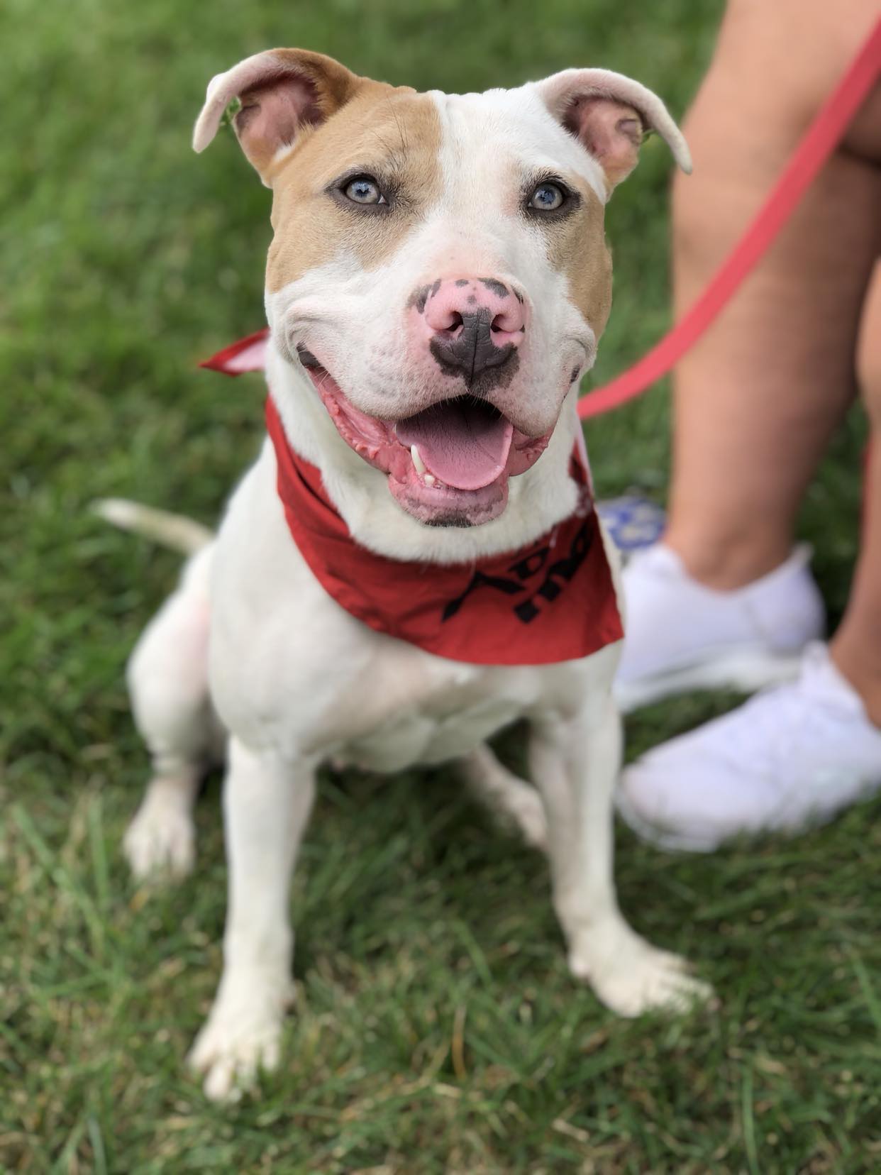 adoptable Dog in Rockville, MD named Raine