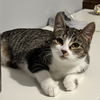 adoptable Cat in Rockville, MD named Phantom (kitten)