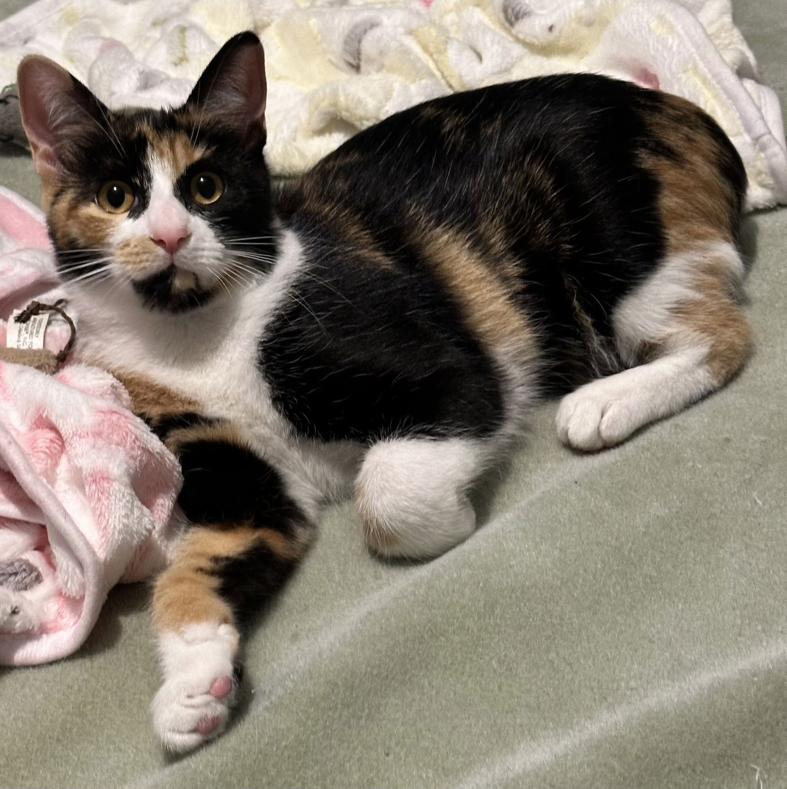 adoptable Cat in Rockville, MD named Patches (kitten)