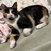 adoptable Cat in , MD named Patches (kitten)