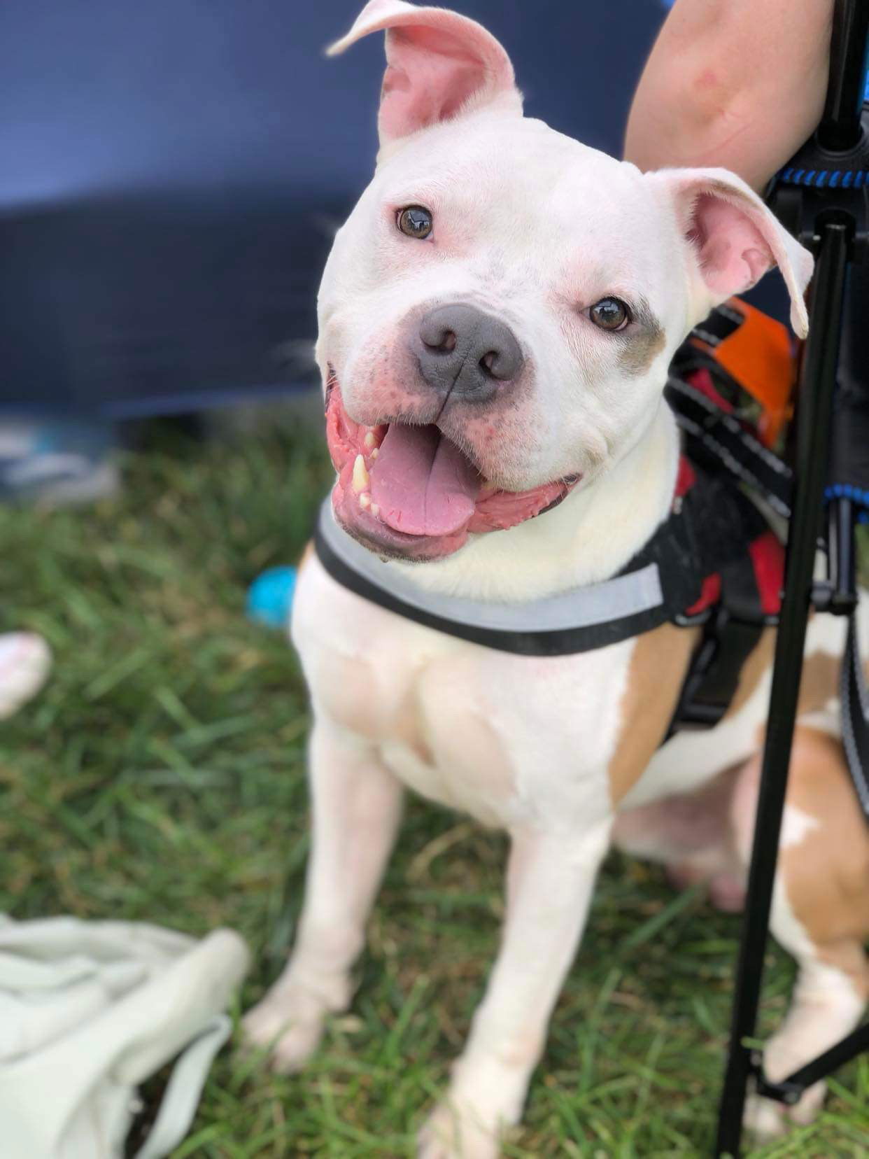 adoptable Dog in Rockville, MD named Thunder