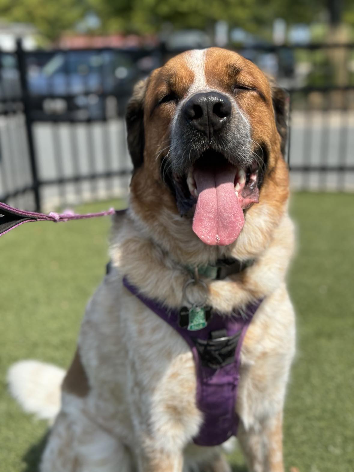 adoptable Dog in Rockville, MD named Birch