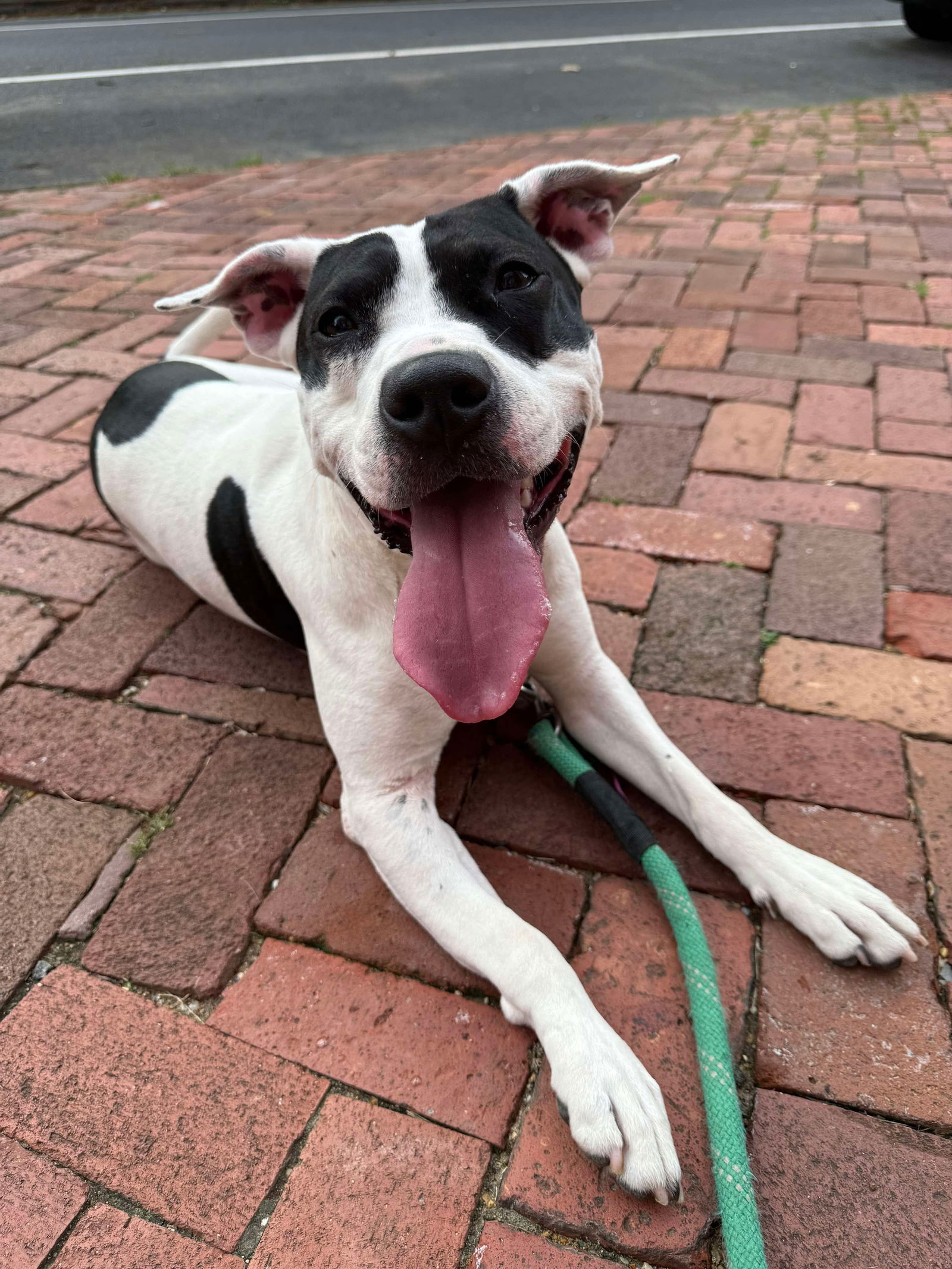 adoptable Dog in Rockville, MD named Daisy