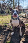 adoptable Dog in  named Ty