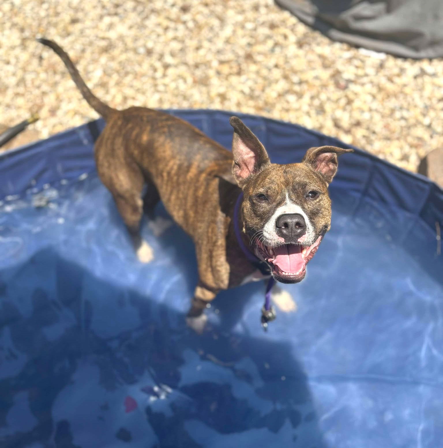 adoptable Dog in Rockville, MD named Cooper