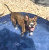 adoptable Dog in  named Cooper
