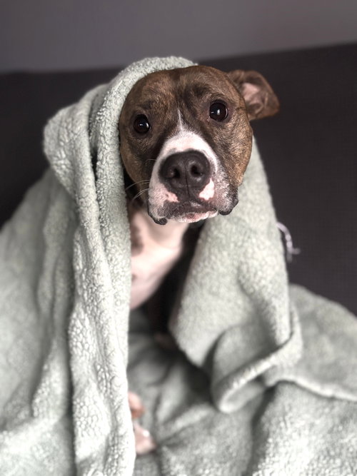 picture of the dog needing adoption