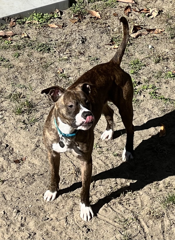 Cooper