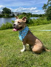 adoptable Dog in  named Ralphie