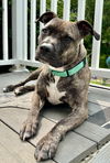 adoptable Dog in  named Audrey