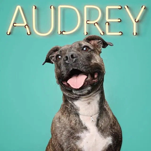 Audrey - Pit Bull Terrier