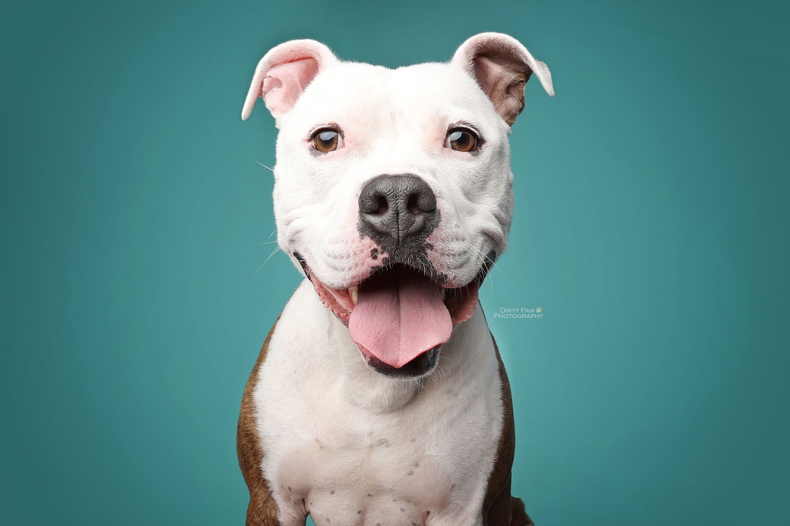 adoptable Dog in Rockville, MD named Axl