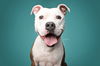 adoptable Dog in  named Axl
