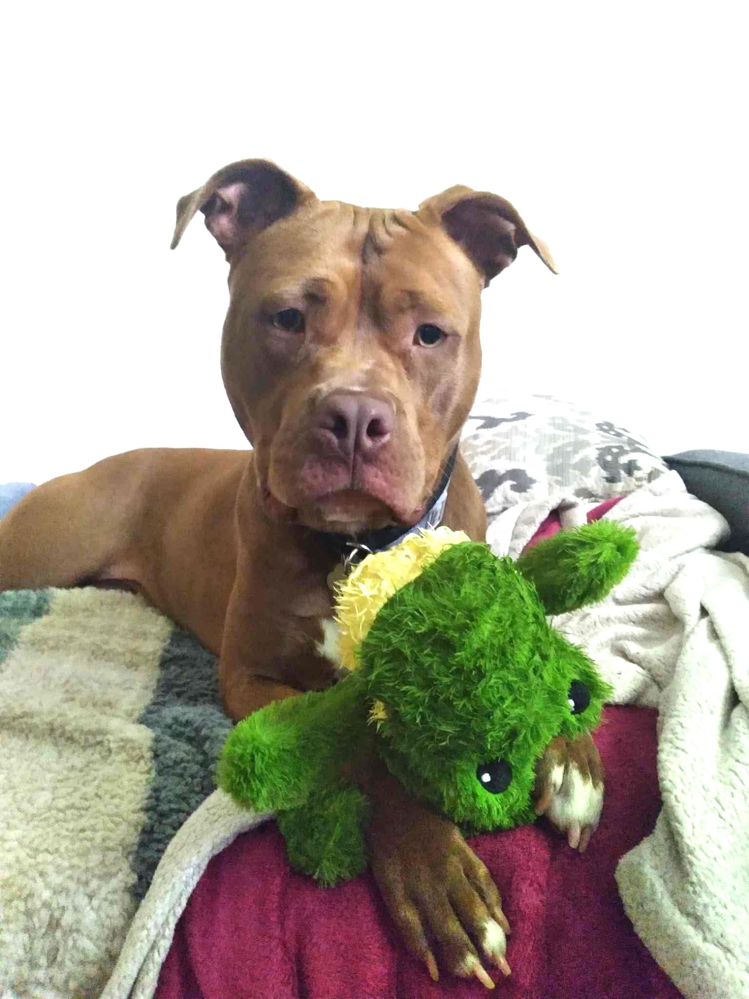 adoptable Dog in Rockville, MD named Rory