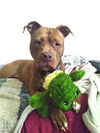 adoptable Dog in  named Rory