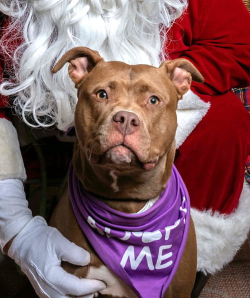 picture of the dog needing adoption