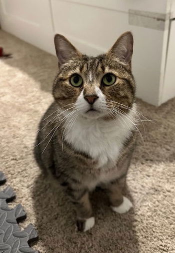 picture of the cat needing adoption