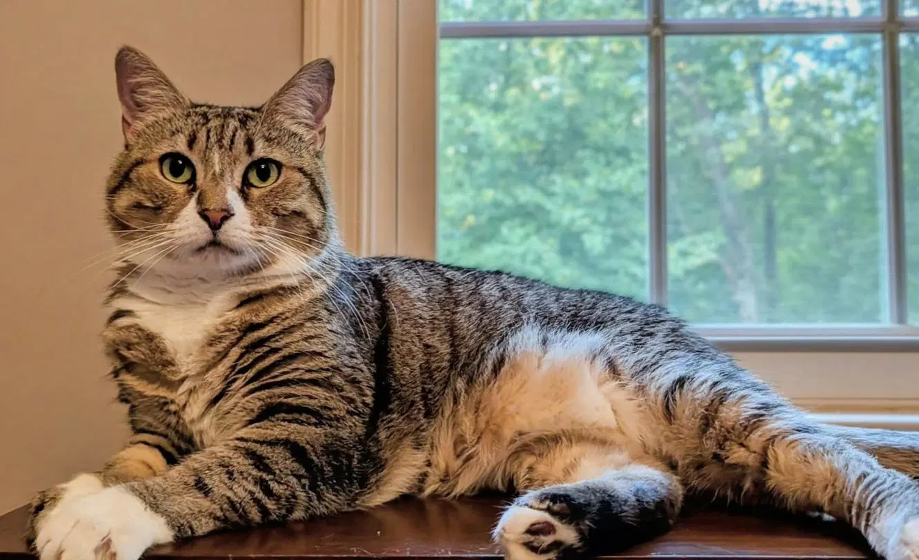 Mabel - Domestic Short Hair