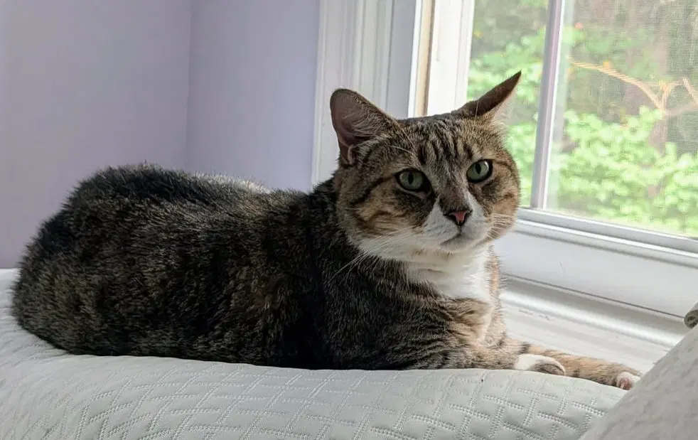 Mabel image 2