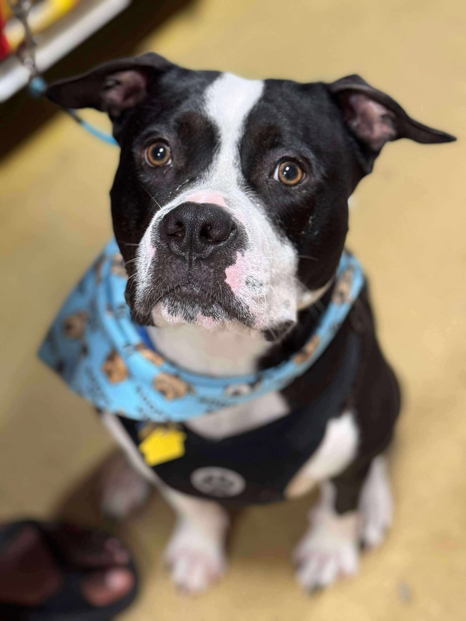 adoptable Dog in Rockville, MD named Cane