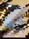 adoptable Dog in  named Cane