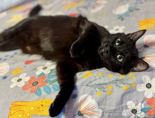 STAR - Domestic Short Hair available for adoption