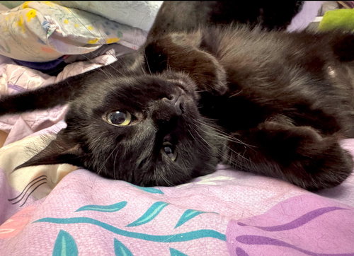 picture of the cat needing adoption