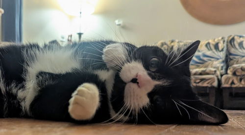 picture of the cat needing adoption