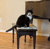 Honey - Photo 6