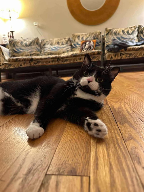 HONEY - American Shorthair / Tuxedo available for adoption
