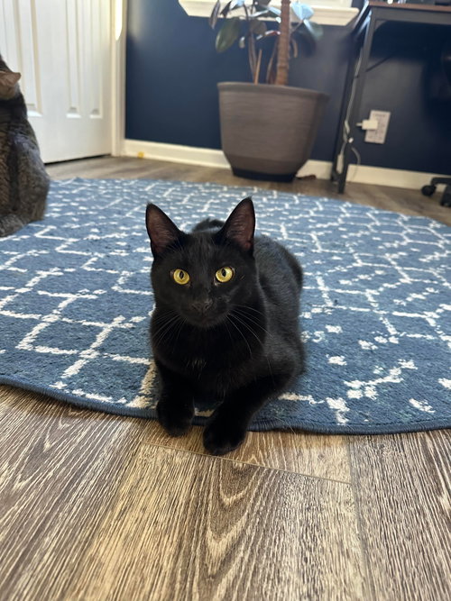 SCAR - Domestic Short Hair available for adoption