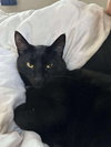 Scar - Photo 9