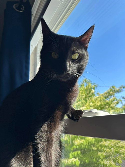 Scar, an adoptable Domestic Short Hair in Rockville, MD