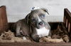 adoptable Dog in  named Country Music Litter - Shaboozey (puppy)