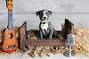 adoptable Dog in  named Country Music Litter - Kelsea (puppy)