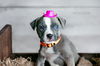 adoptable Dog in  named Country Music Litter - Carly (puppy)