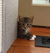 adoptable Cat in  named Baba